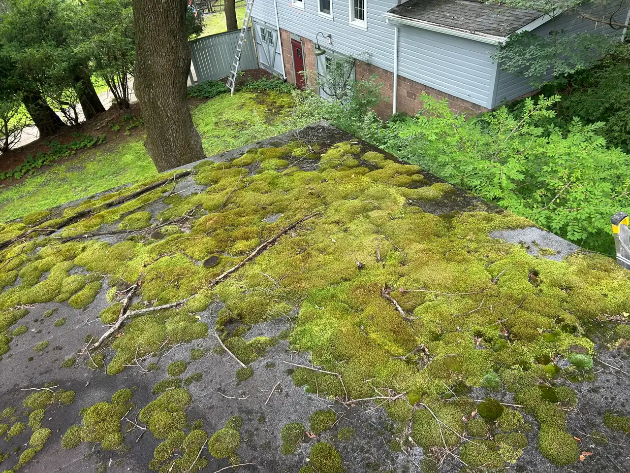 O'Hara Township, PA asphalt roof buried under thick green moss and fallen branch debris before cleaning