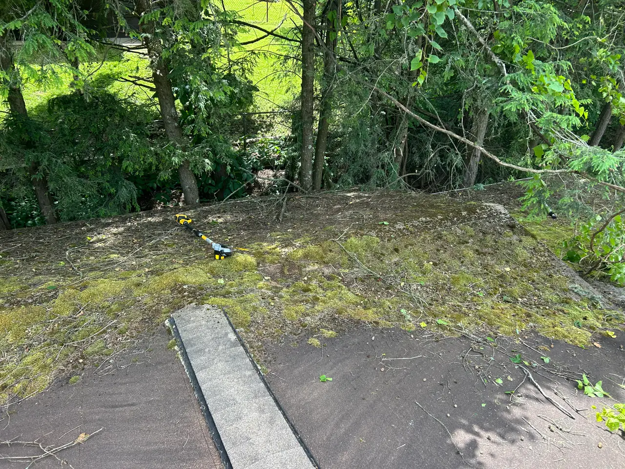 Pittsburgh asphalt shingle roof covered in thick green moss and branch debris before cleaning